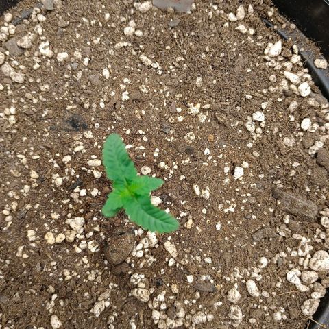 GRC X BBC F2 growlog timeline photo