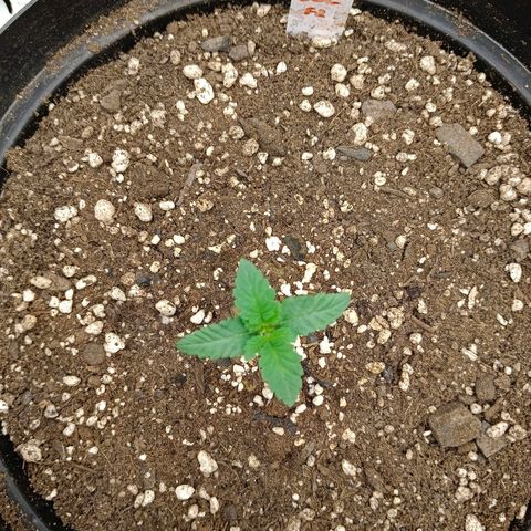 GRC X BBC F2 growlog timeline photo