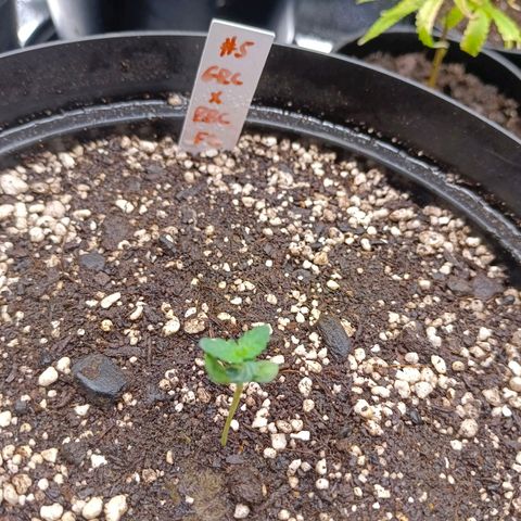 GRC X BBC F2 growlog timeline photo