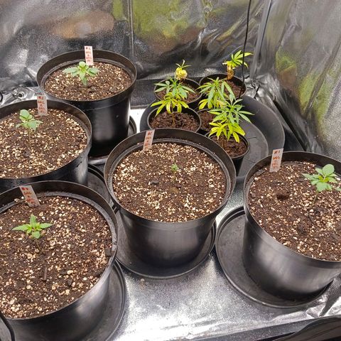 GRC X BBC F2 growlog timeline photo