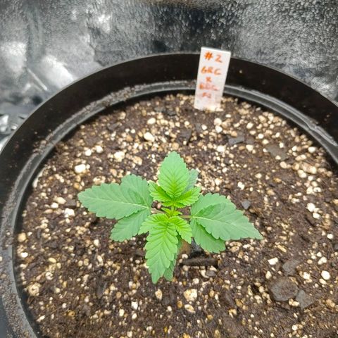 GRC X BBC F2 growlog timeline photo