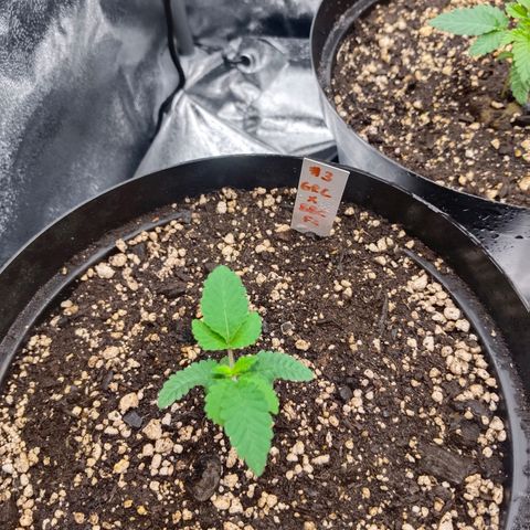 GRC X BBC F2 growlog timeline photo