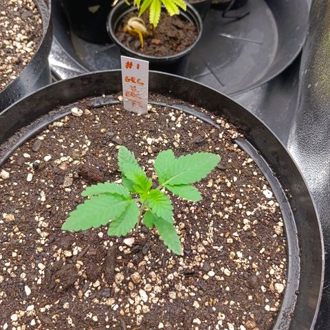GRC X BBC F2 growlog timeline photo