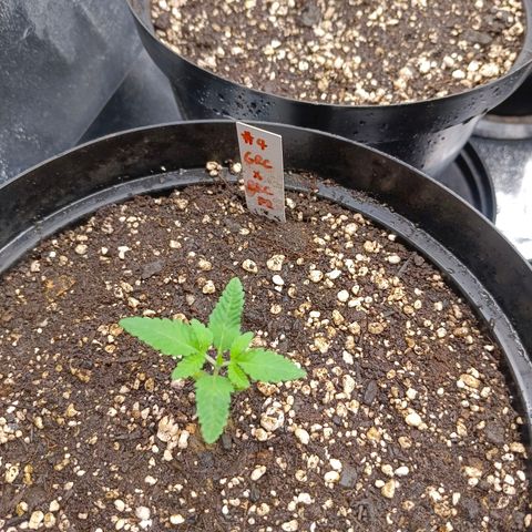 GRC X BBC F2 growlog timeline photo