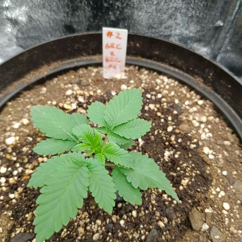 GRC X BBC F2 growlog timeline photo