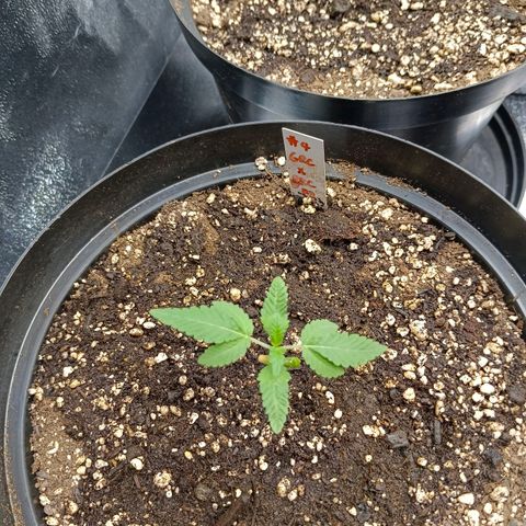 GRC X BBC F2 growlog timeline photo