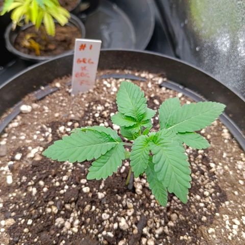 GRC X BBC F2 growlog timeline photo