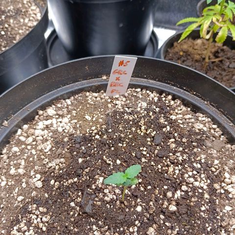 GRC X BBC F2 growlog timeline photo