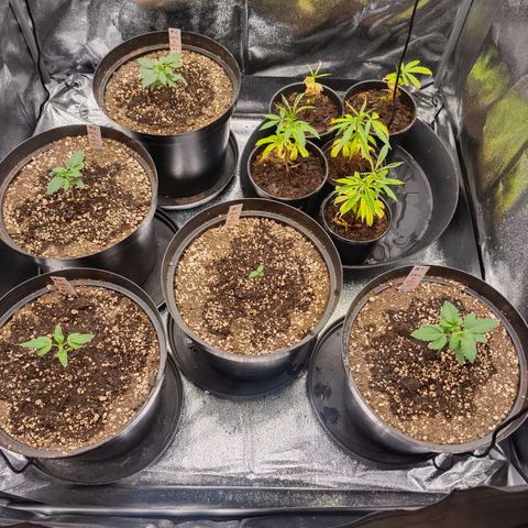 GRC X BBC F2 growlog timeline photo