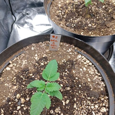 GRC X BBC F2 growlog timeline photo