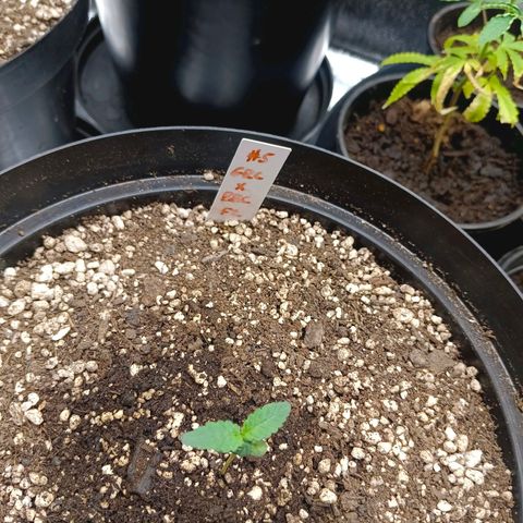 GRC X BBC F2 growlog timeline photo
