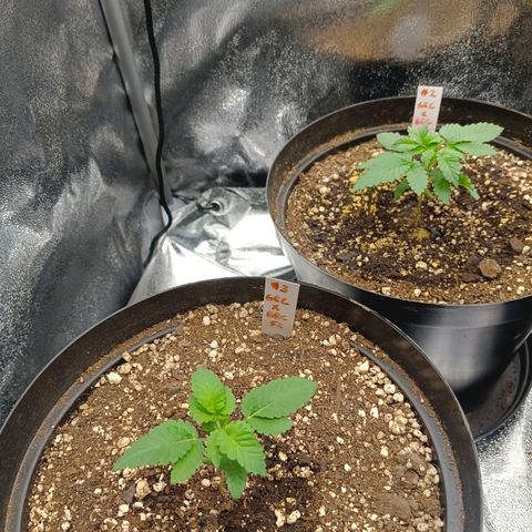 GRC X BBC F2 growlog timeline photo