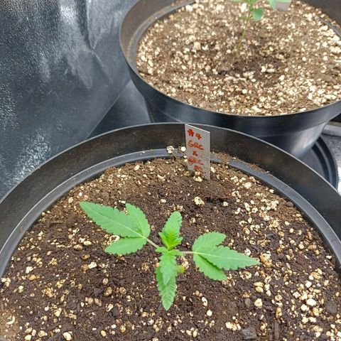 GRC X BBC F2 growlog timeline photo