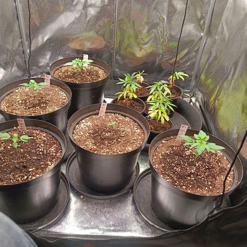 GRC X BBC F2 growlog timeline photo