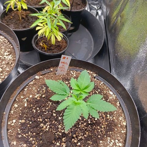 GRC X BBC F2 growlog timeline photo
