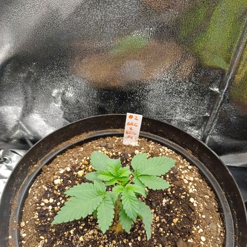 GRC X BBC F2 growlog timeline photo