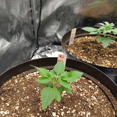 GRC X BBC F2 growlog timeline photo