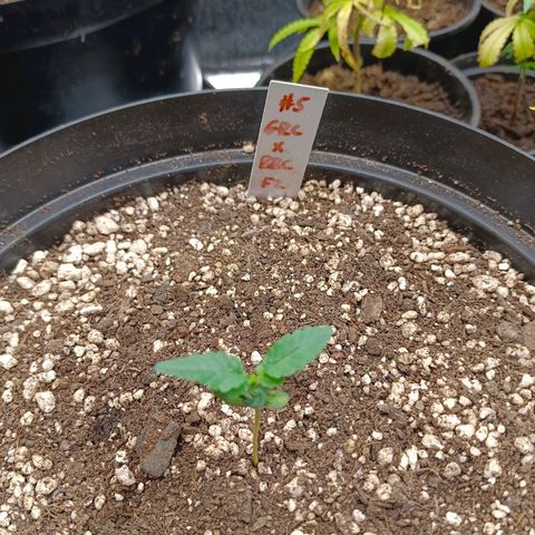 GRC X BBC F2 growlog timeline photo
