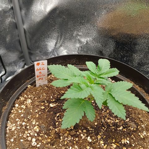 GRC X BBC F2 growlog timeline photo