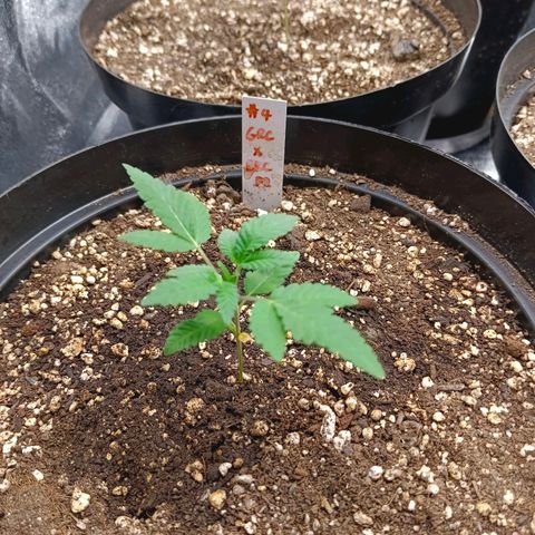 GRC X BBC F2 growlog timeline photo