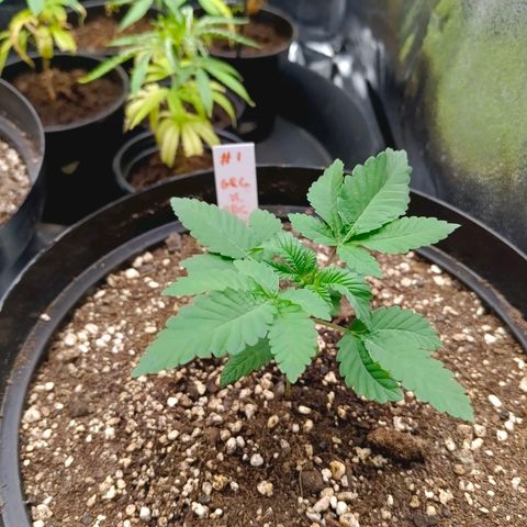GRC X BBC F2 growlog timeline photo