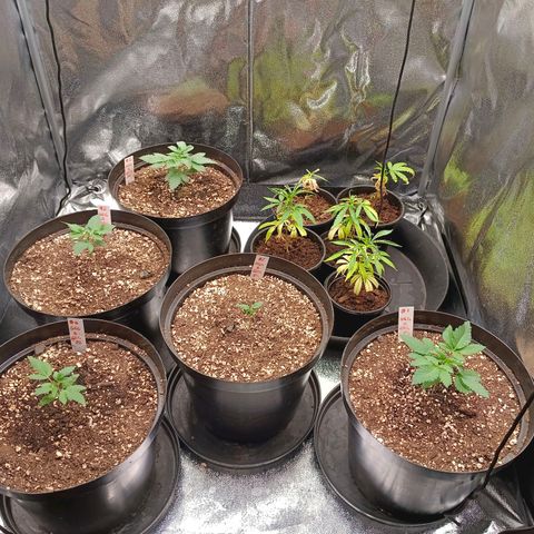 GRC X BBC F2 growlog timeline photo