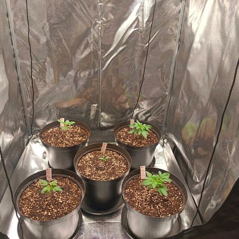 GRC X BBC F2 growlog timeline photo