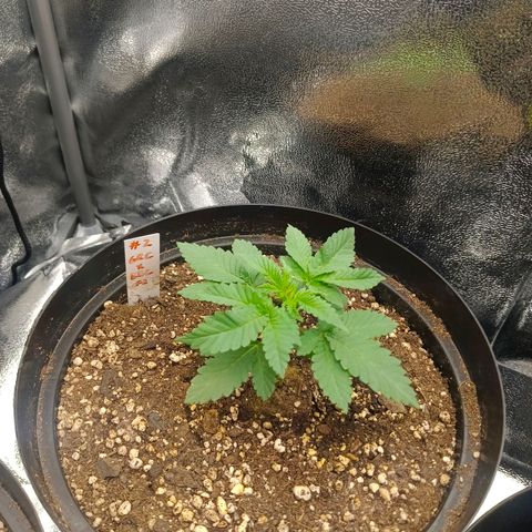 GRC X BBC F2 growlog timeline photo
