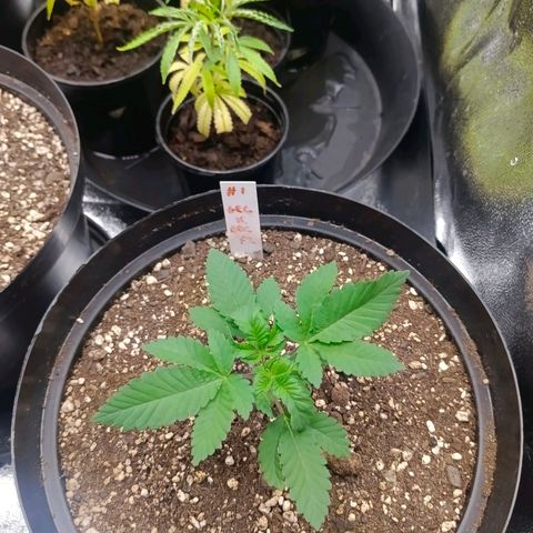 GRC X BBC F2 growlog timeline photo