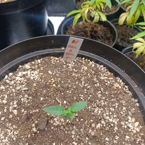 GRC X BBC F2 growlog timeline photo