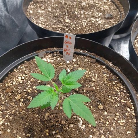GRC X BBC F2 growlog timeline photo