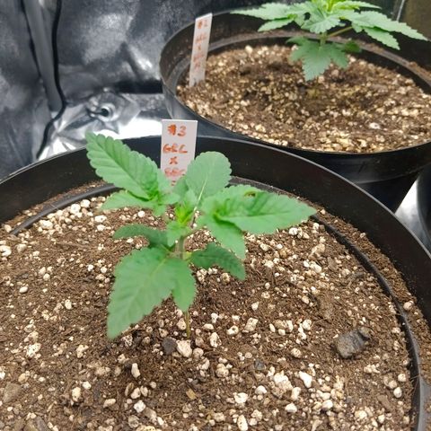GRC X BBC F2 growlog timeline photo