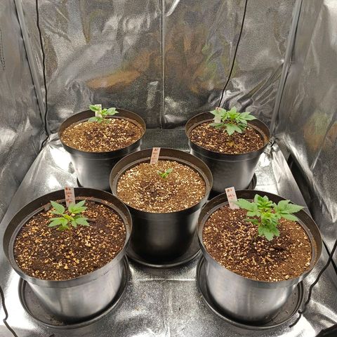 GRC X BBC F2 growlog timeline photo