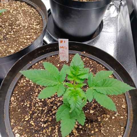 GRC X BBC F2 growlog timeline photo