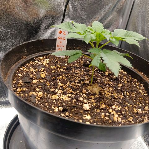 GRC X BBC F2 growlog timeline photo