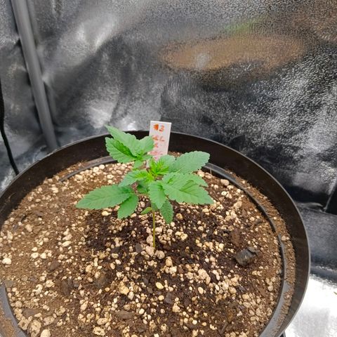 GRC X BBC F2 growlog timeline photo