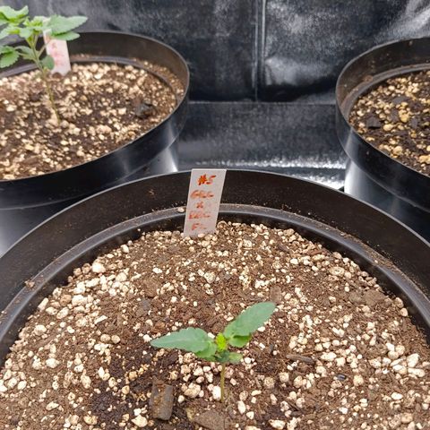 GRC X BBC F2 growlog timeline photo