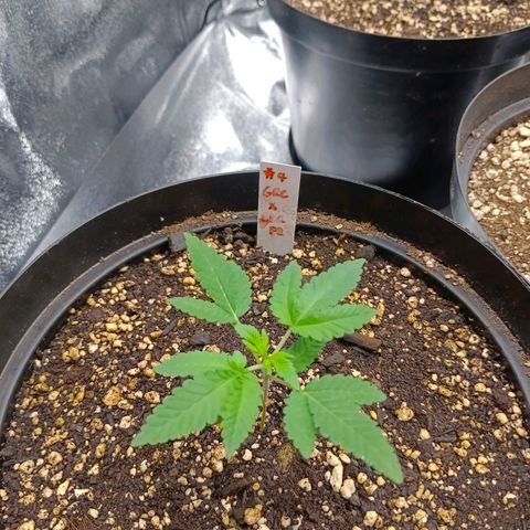 GRC X BBC F2 growlog timeline photo