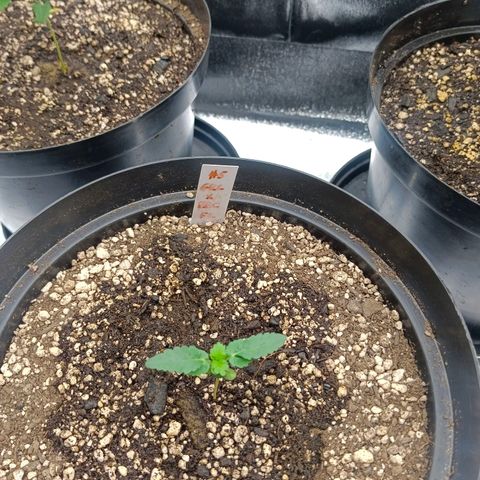GRC X BBC F2 growlog timeline photo