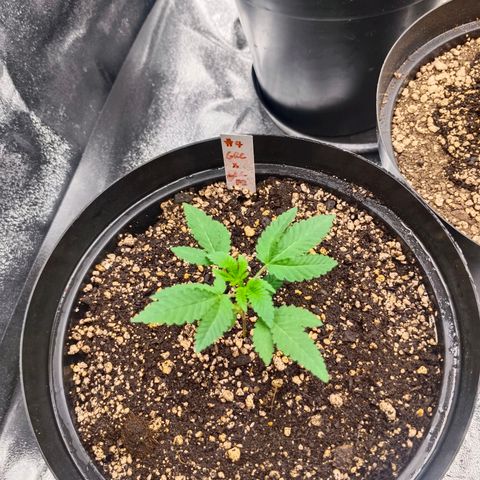 GRC X BBC F2 growlog timeline photo