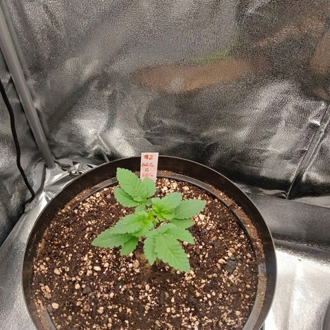 GRC X BBC F2 growlog timeline photo