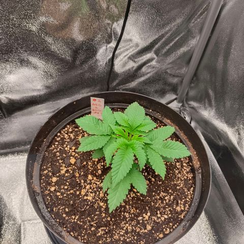 GRC X BBC F2 growlog timeline photo