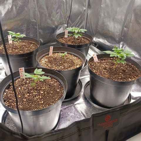 GRC X BBC F2 growlog timeline photo