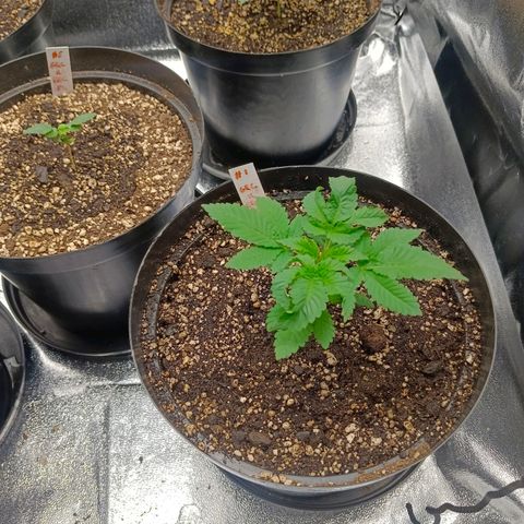 GRC X BBC F2 growlog timeline photo