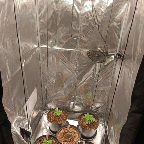 GRC X BBC F2 growlog timeline photo