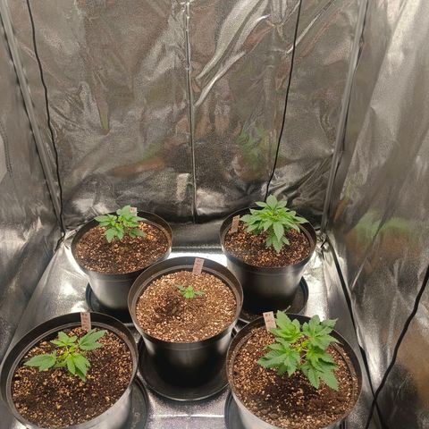 GRC X BBC F2 growlog timeline photo