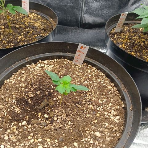 GRC X BBC F2 growlog timeline photo