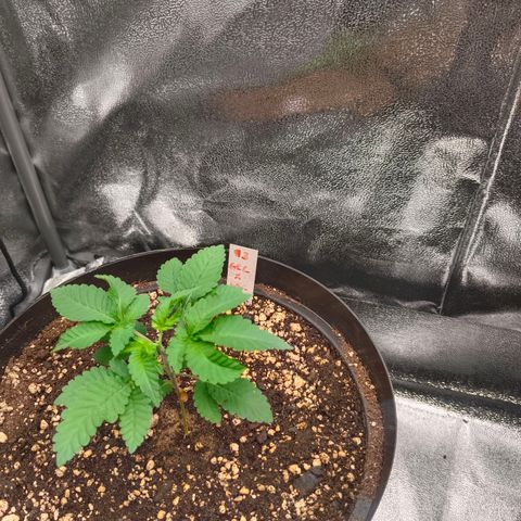 GRC X BBC F2 growlog timeline photo