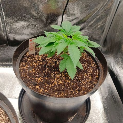 GRC X BBC F2 growlog timeline photo