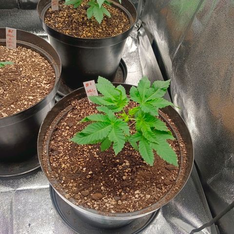 GRC X BBC F2 growlog timeline photo